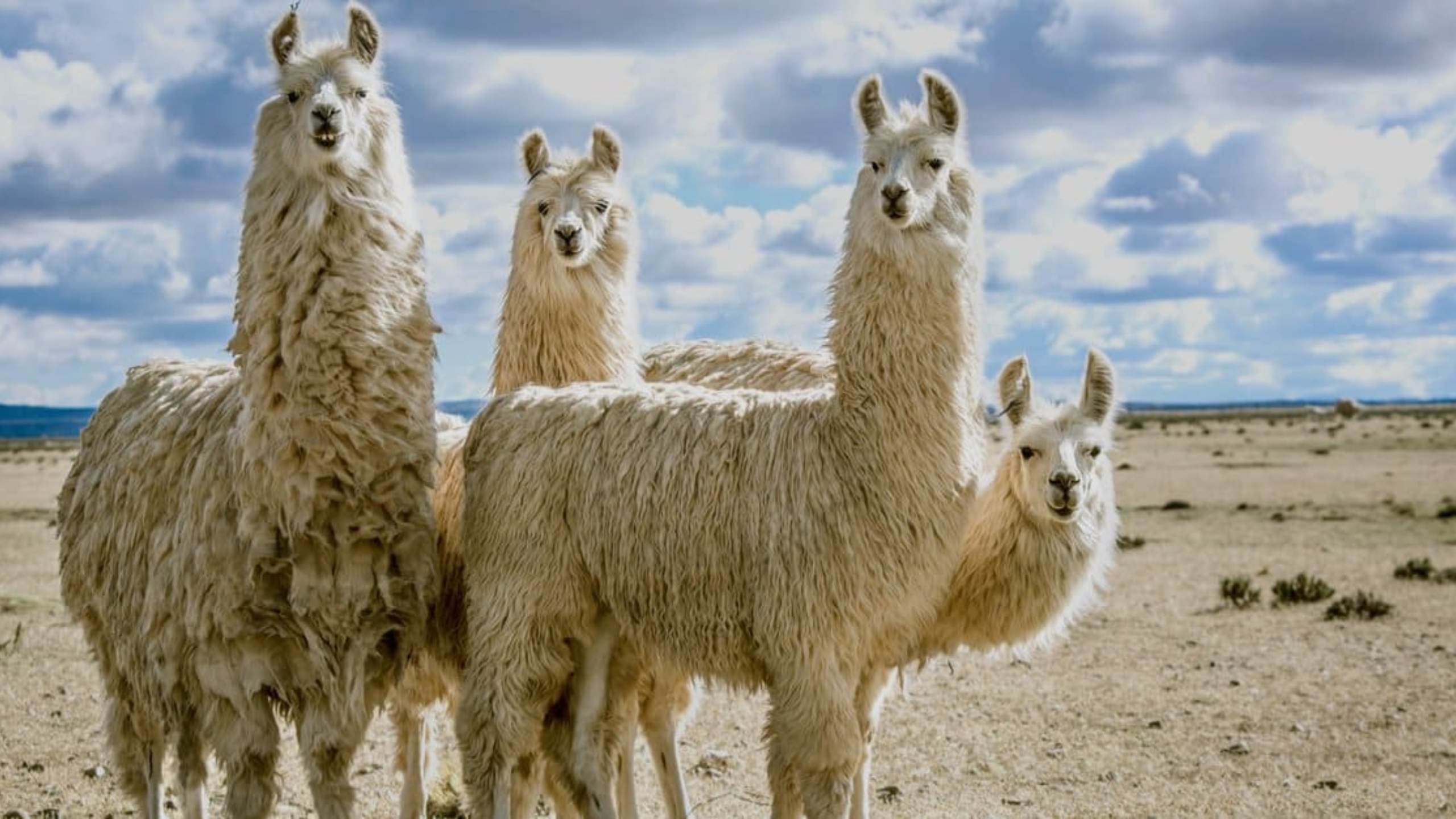 llamalpaca 1